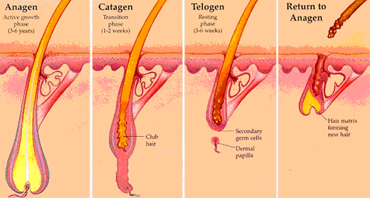 laser_hair_diagram